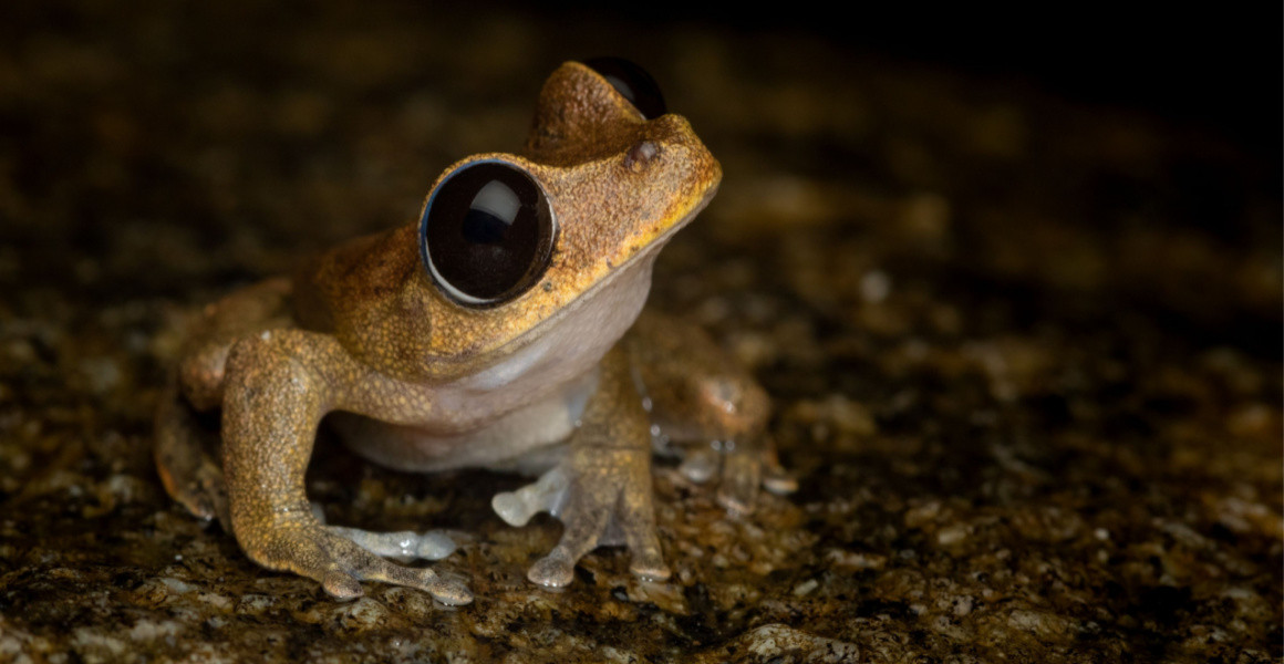 Amphibian microbiome could possibly be key to combating lethal fungal illness