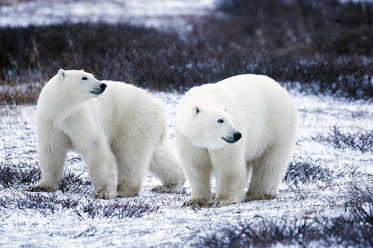Two polar bears in a snowy area