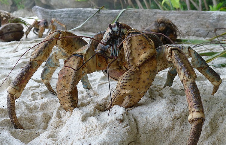 A beach with a large coconut crab and several more crabs in the background