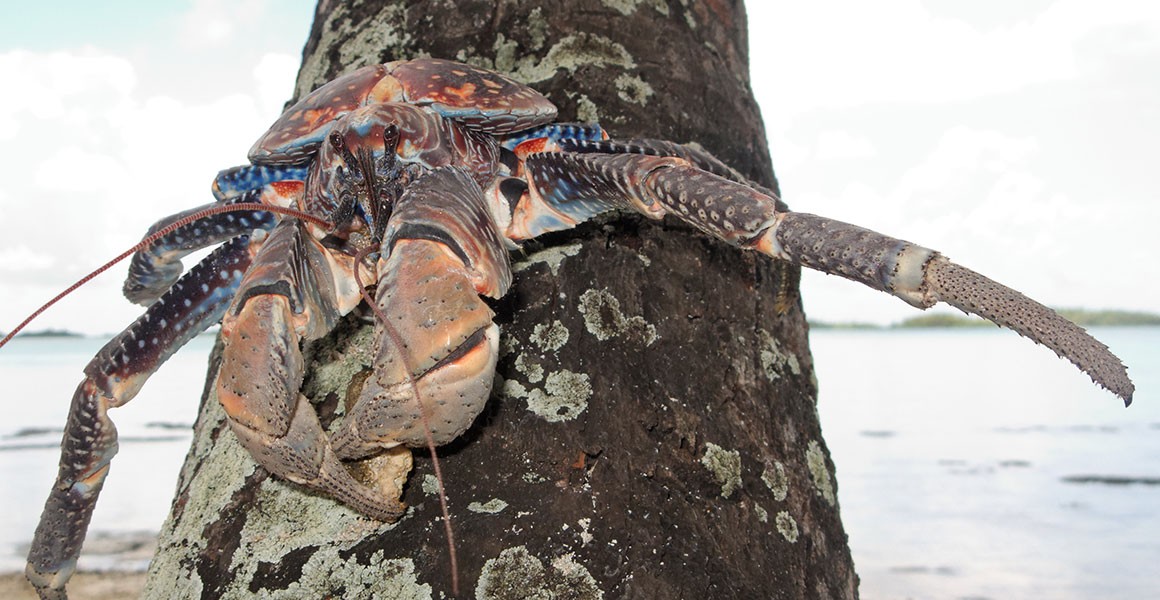 Coconut Crabs The Bird Eating Behemoths Thriving On Isolated Tropical Islands Natural History Museum