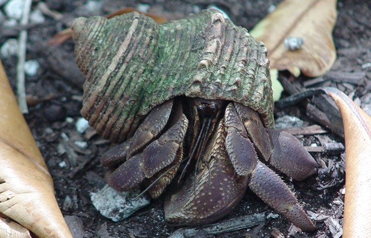 A juvenile coconut crab in a shell