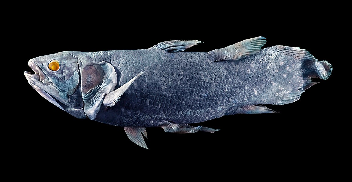 Живые ископаемые рыбы. Latimeria chalumnae. Кистеперая рыба Латимерия. Целакант Латимерия. Древняя рыба Латимерия.