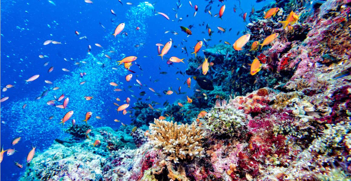 Coral reefs at risk of being wiped out in western Indian Ocean | Natural  History Museum