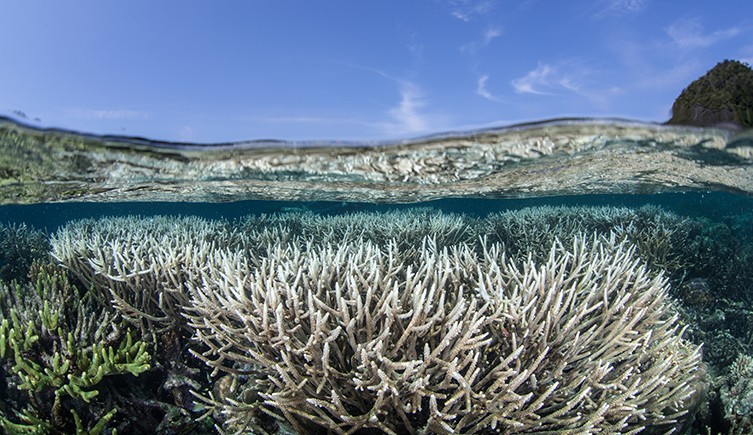 A bleached reef