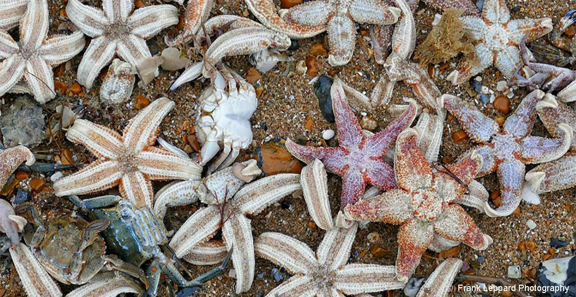 What caused tens of thousands of dead starfish to wash up on a Kent beach?  | Natural History Museum