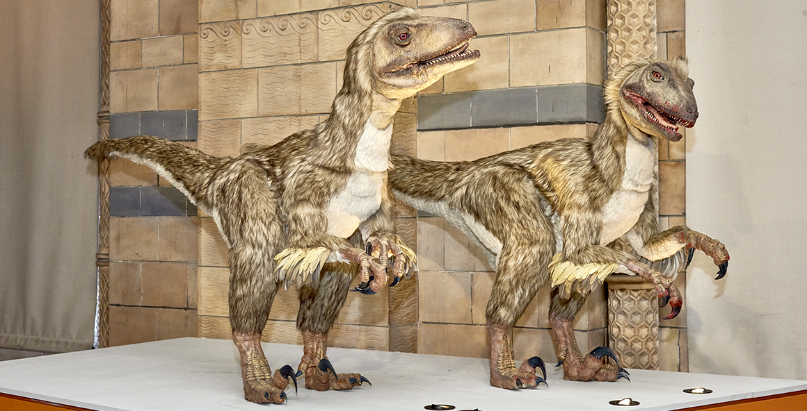 Deinonychus  Natural History Museum