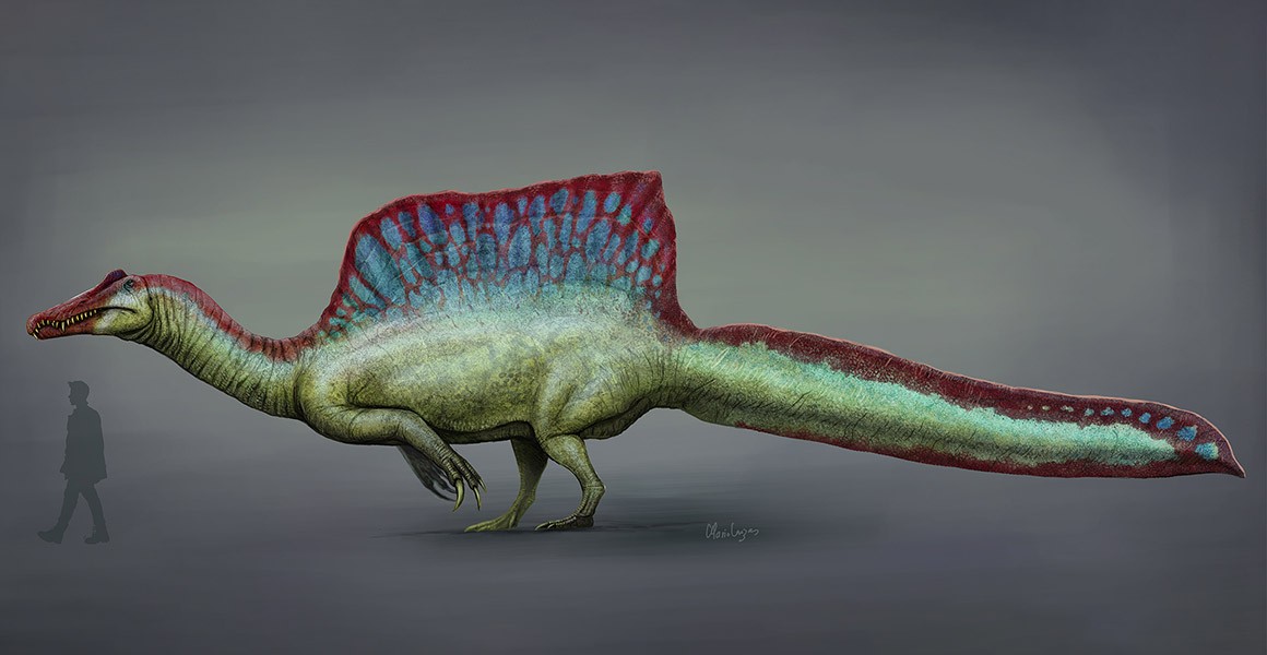 Dinosaur diaries Spinosaurus, sauropod necks and a new 'starry lizard