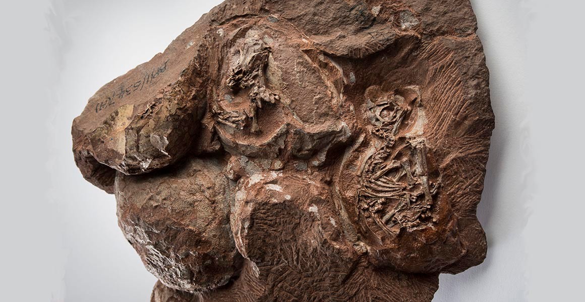 The most detailed look inside the world's oldest dinosaur eggs | Natural  History Museum