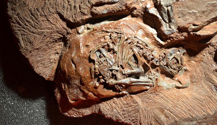 Top 47+ imagen inside dinosaur egg fossil - Abzlocal.mx