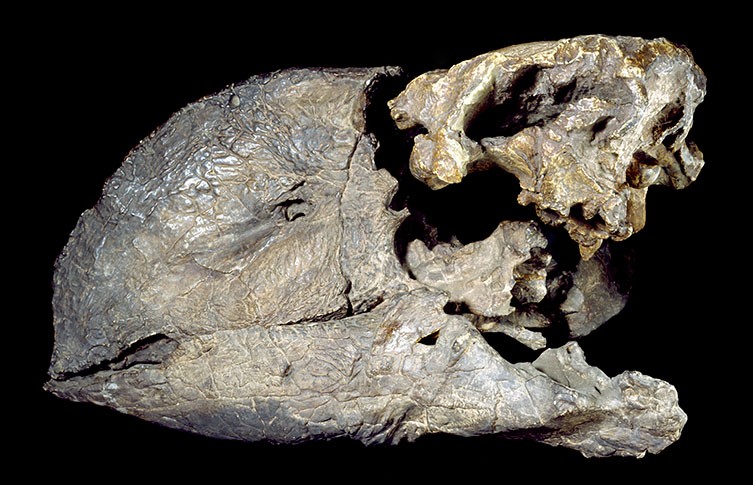 The fossilised skull of an extinct flightless bird