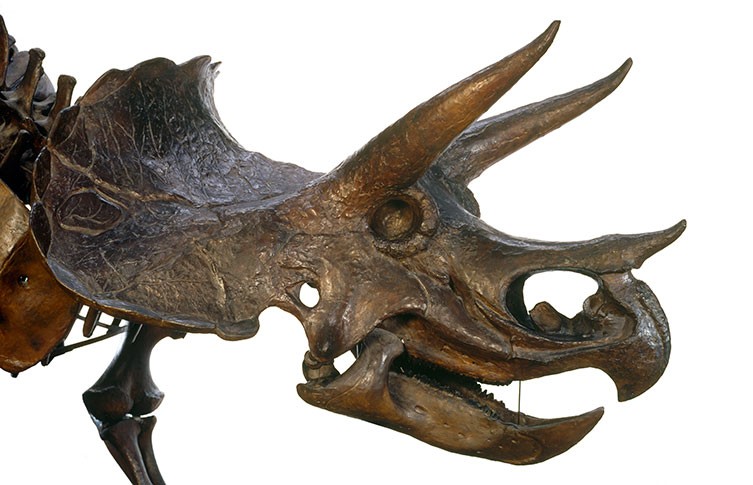 A Triceratops skeleton