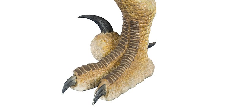 Velociraptor model foot