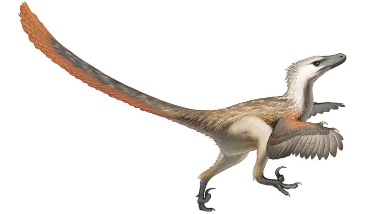 Palaeoart reconstruction of Velociraptor