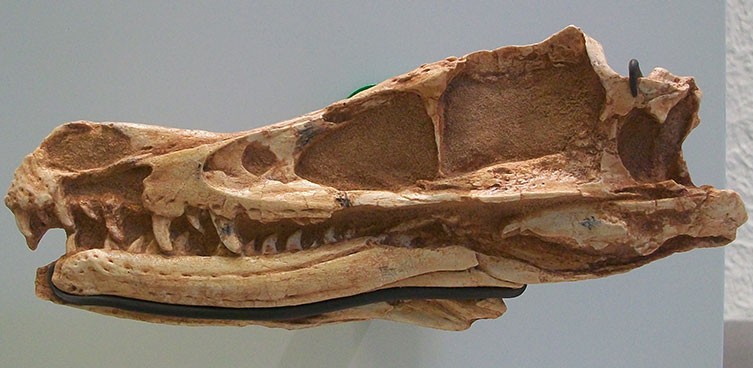 Velociraptor skull fossil (type specimen)