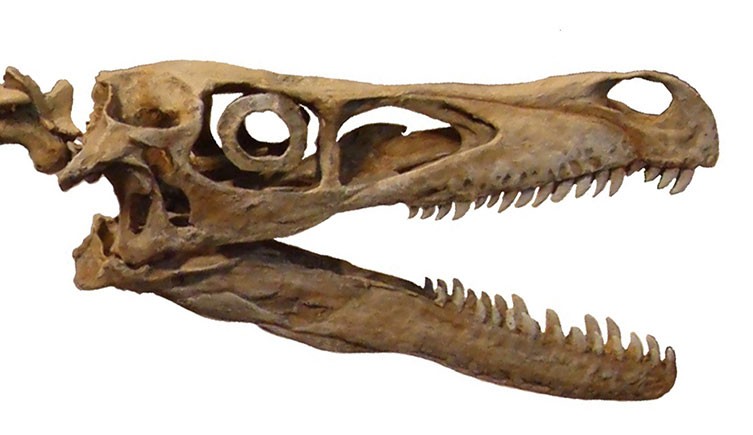 Velociraptor fossil skull