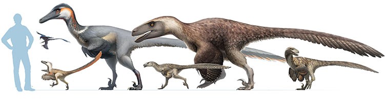 Size chart of various dromaeosaurs