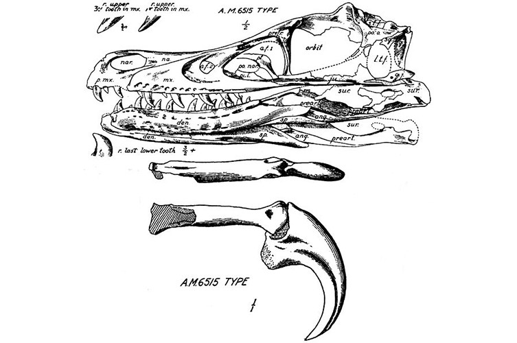Drawing of the first Velociraptor skull and claw ever found
