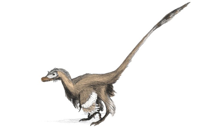 Palaeoart reconstruction of Velociraptor