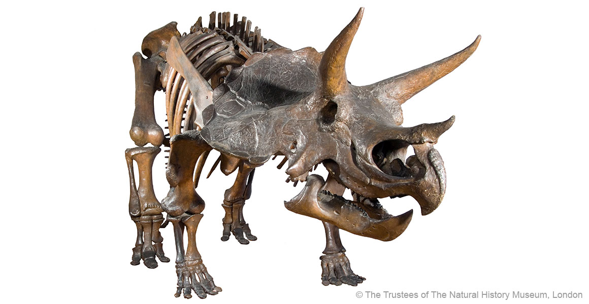 Beyond Jurassic World: what we really know about dinosaurs and how |  Natural History Museum
