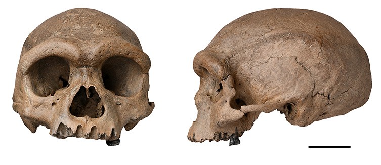 Ancient skull from China could be new human species, Dragon Man | Natural  History Museum