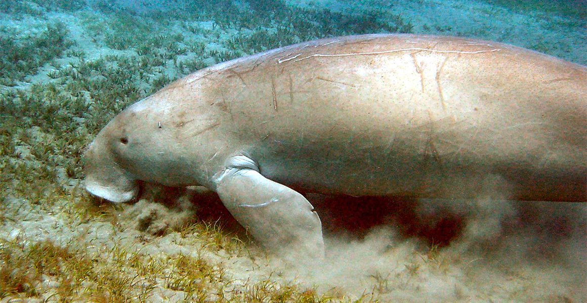 Dugongs could be more endangered than we thought | Natural History Museum