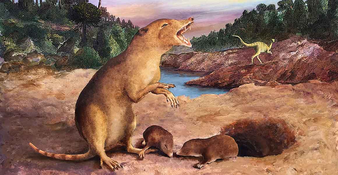 The oldest known animal with mammalian-like teeth unearthed in Brazil |  Natural History Museum