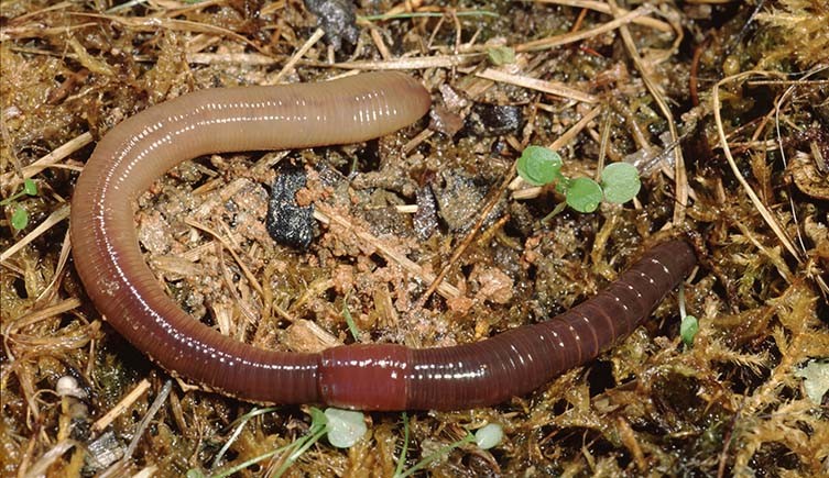 A large earthworm which is pale at one end and darker at the other on a bed of rotting vegetation.