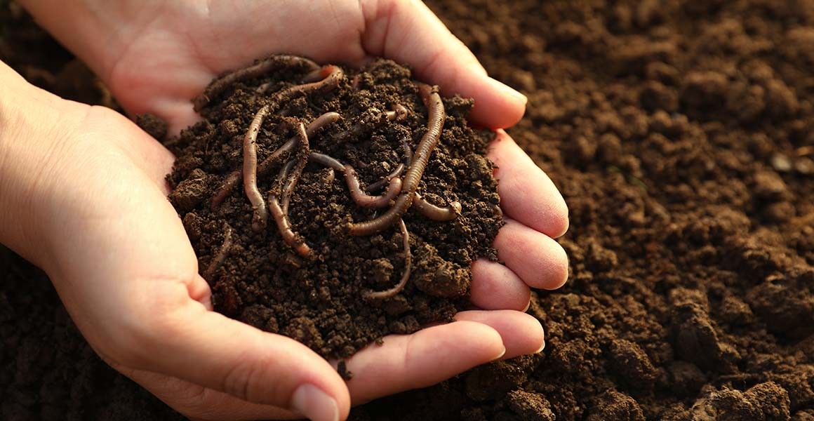A pair of human hands hold a clump of soil with worms wriggling inside it.
