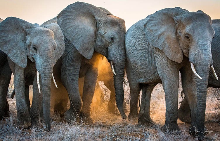African elephants now listed as Endangered and Critically Endangered |  Natural History Museum