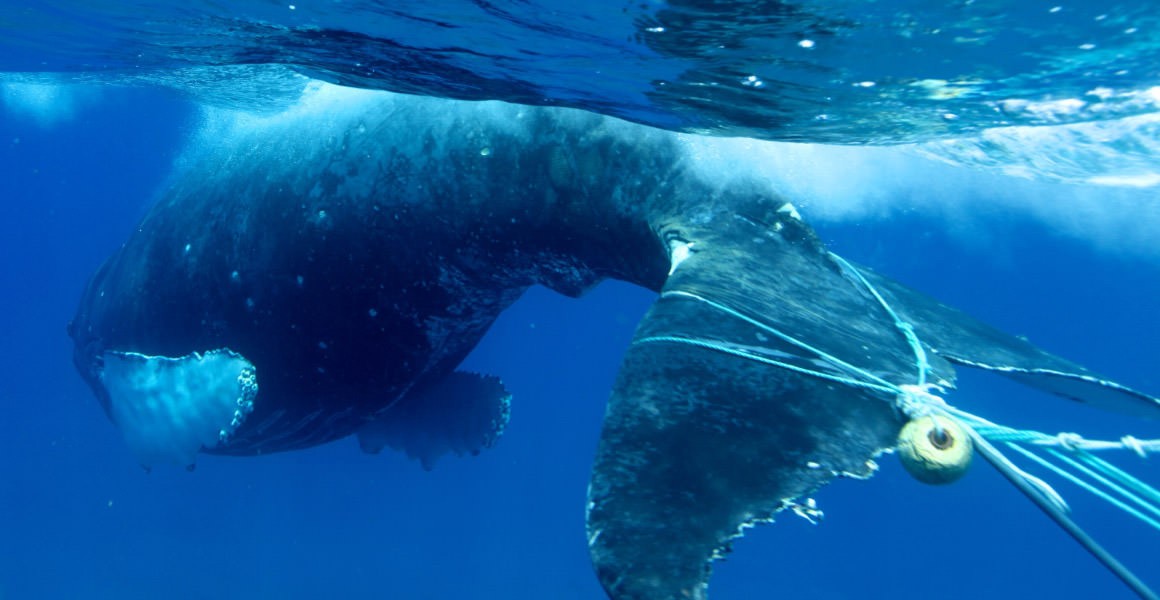 Whales and dolphins are getting stuck in fishing nets around the