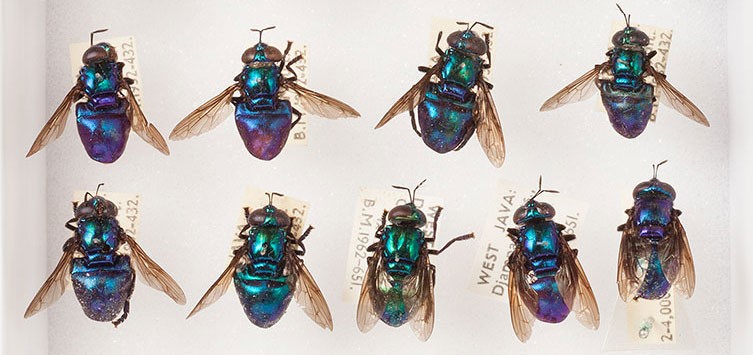 The compelling case for why flies are actually fabulous