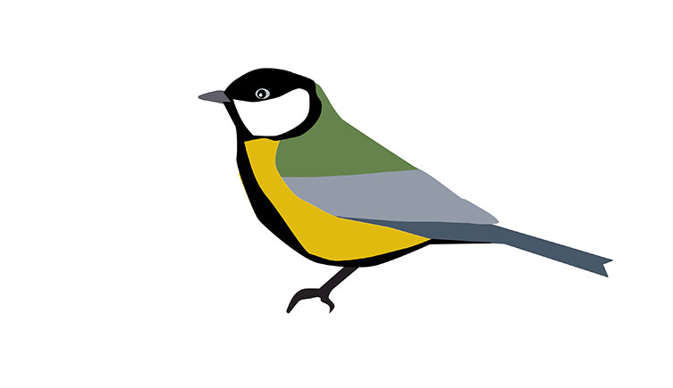 Illustration of a great tit