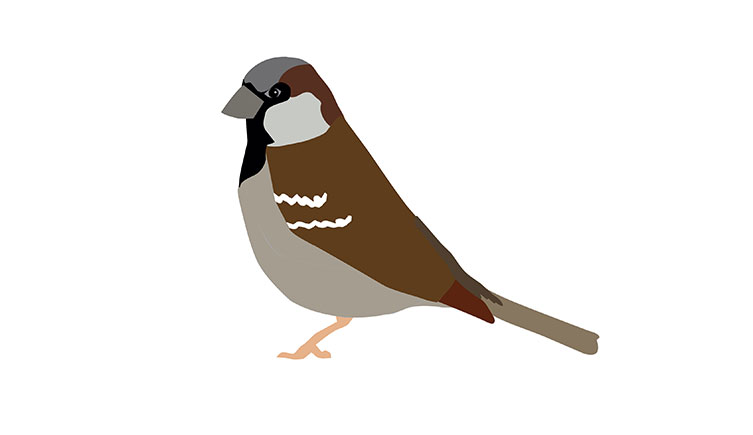 Illustration of a house sparrow