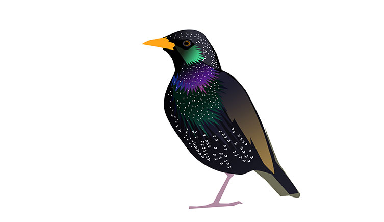 Illustration of a starling