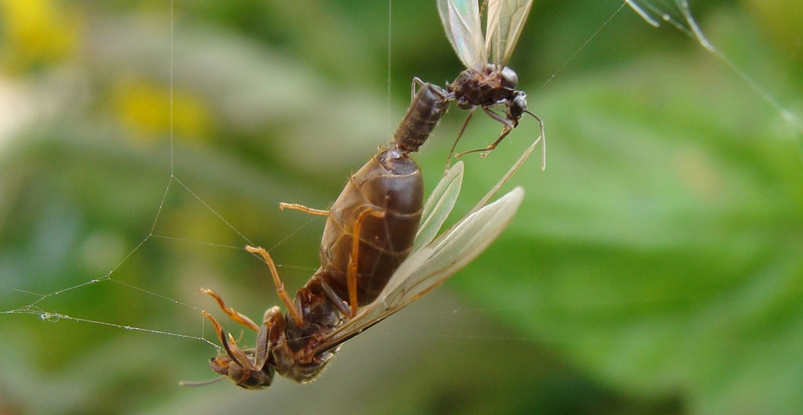 Flying Ant Day When Winged Ants Take Their Nuptial Flight