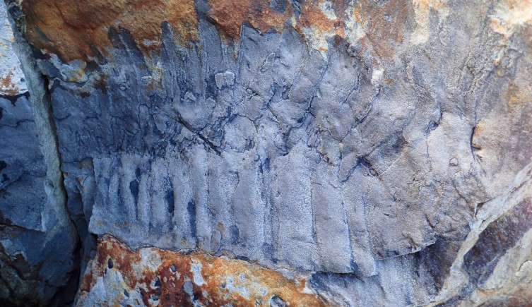 The Arthropleura fossil in the rock is was found in