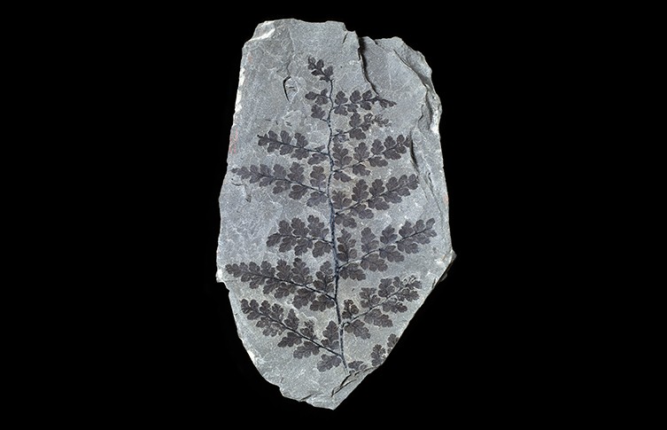 L’arbre fossile de 330 millions d’années qui a résisté à l’épreuve du temps (vidéo) By Jack35 Sphenopteris-fern-foliage-portrait-two-column.jpg.thumb.768.768