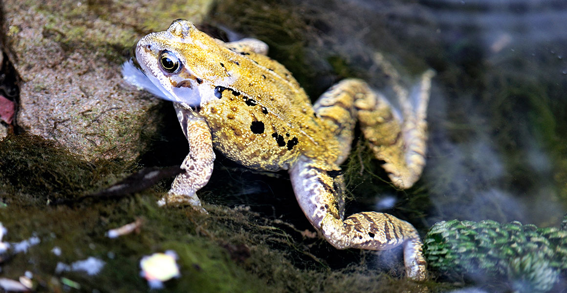 Ways To Help Frogs And Toads Natural, Where Can I Get Frogs For My Garden