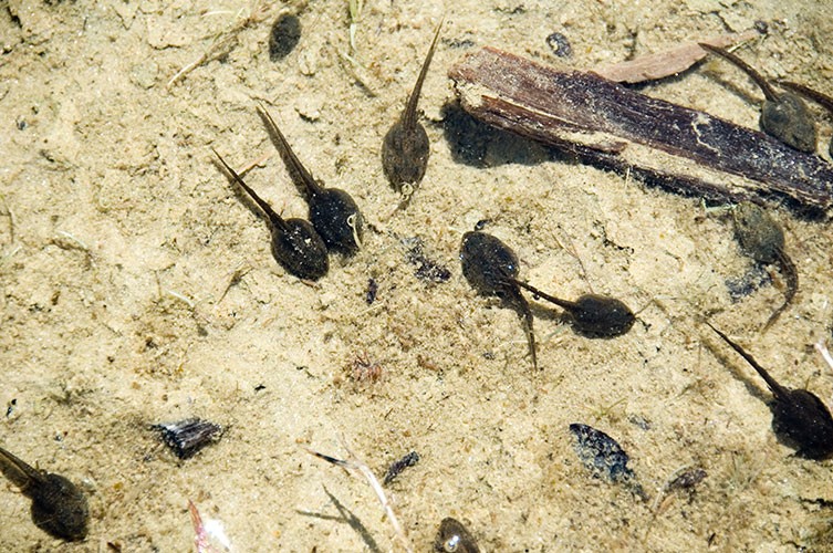 How to find frogspawn, tadpoles and froglets