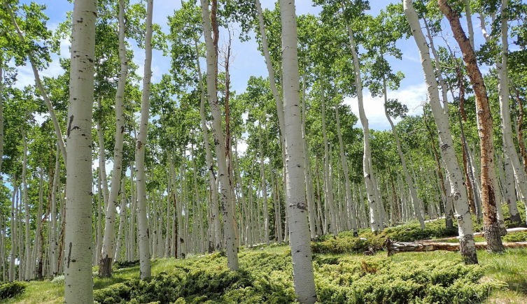 A forest of white-barked aspen trees amongst green shrubs