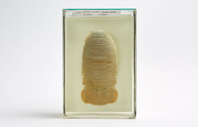 A giant isopod specimen preserved in spirit