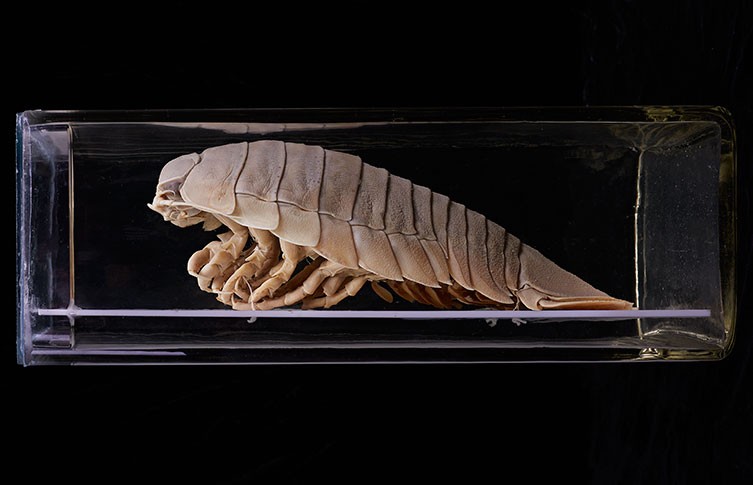 A giant isopod specimen in a perspex box