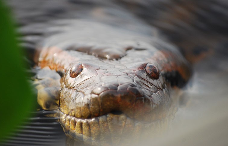 A close up of an anaconda's head whilst it swims towards the camera