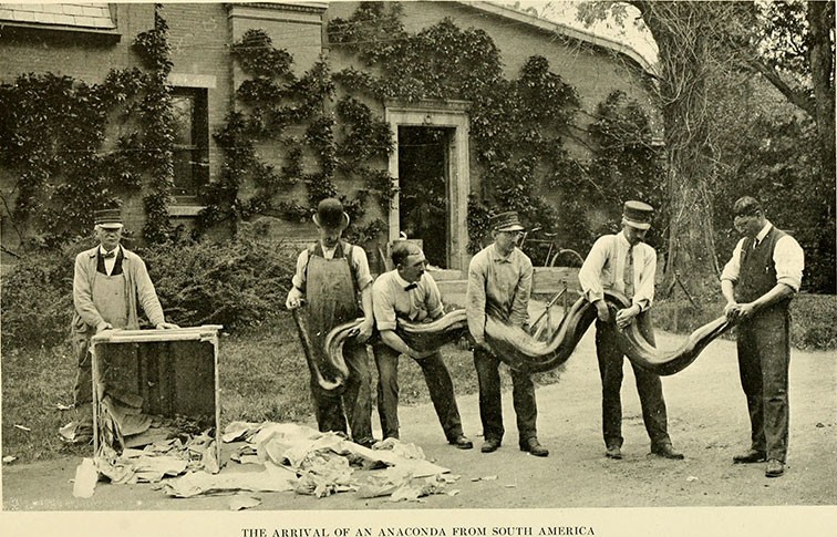 A black and white photo of six Bronx Zoo workers in 1912. Five of them are holding up a live anaconda
