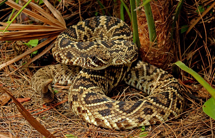 An eastern diamondback rattlesnake curled up in a defensive posture