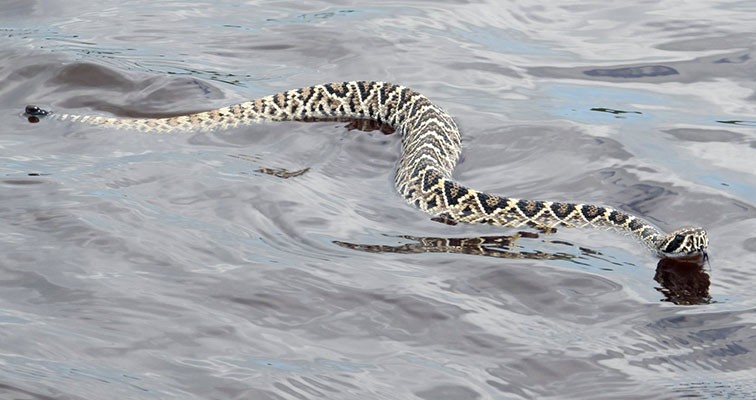 A swimming eastern diamondback rattlesnake