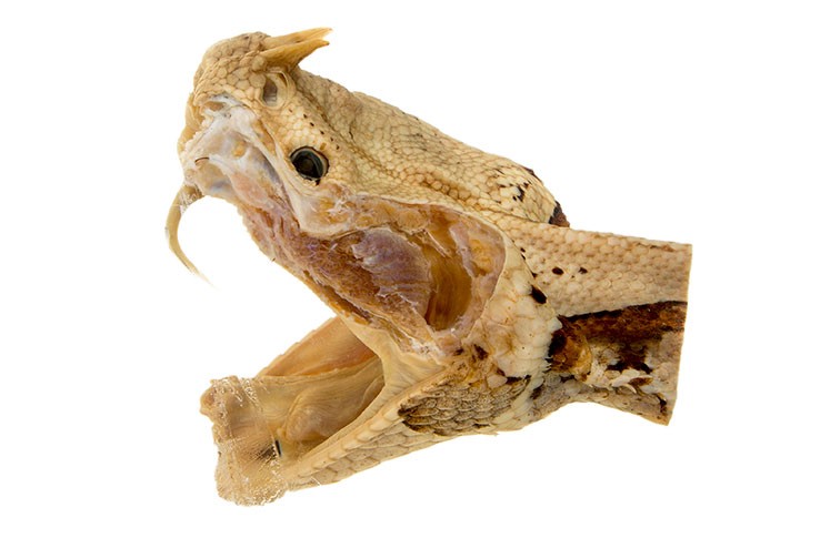 A preserved head of a Gaboon viper with its long fangs exposed
