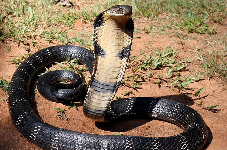 A king cobra in a defensive posture with the front of it's body raised and neck ribs flattened into a hood