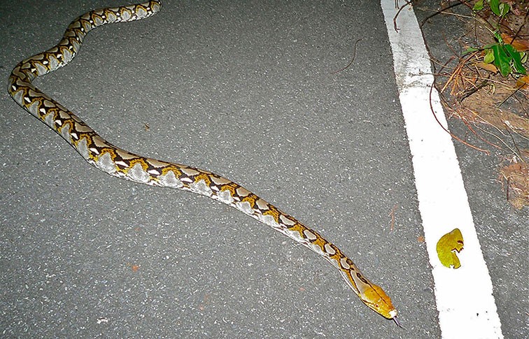 A reticulated python slithers along a road