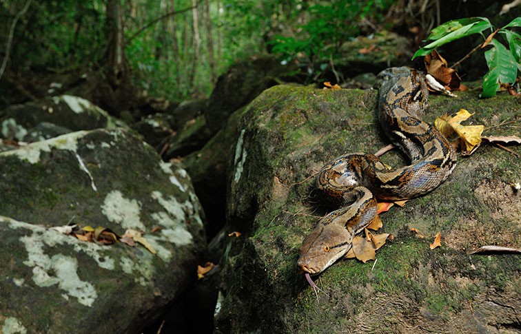 A reticulated python rests on a rock in a rainforest.